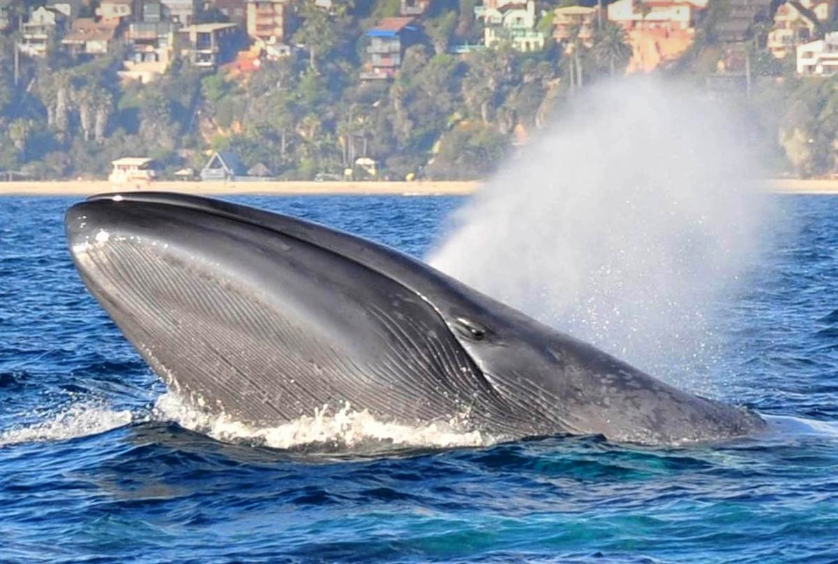 Whale Watching - Dana Point Chamber of Commerce